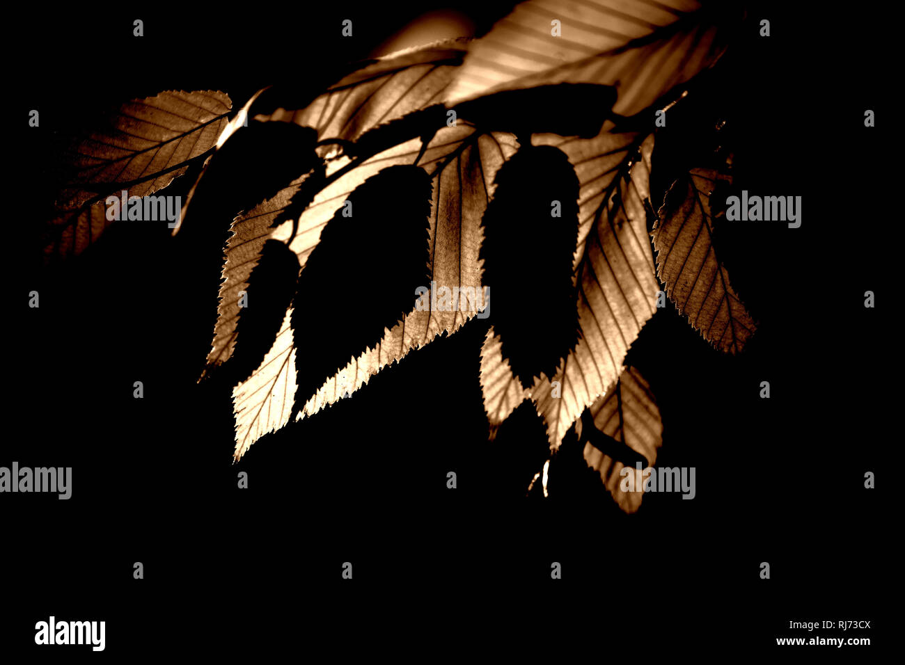 Die gelben Blätter der Gelb-Birke im Herbst, Gegenlicht, Stock Photo