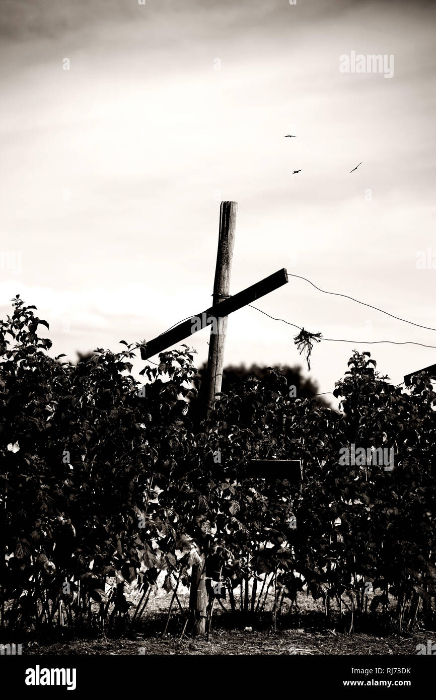 Kreuzförmige Holzstützen stützen einen Himbeerstrauch hinter dem Greifvögel kreisen, Stock Photo