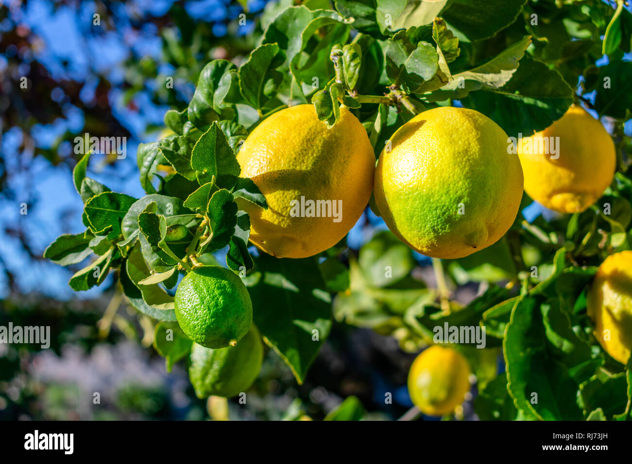 Yellow and green lemons growing on a tree branch Stock Photo Alamy