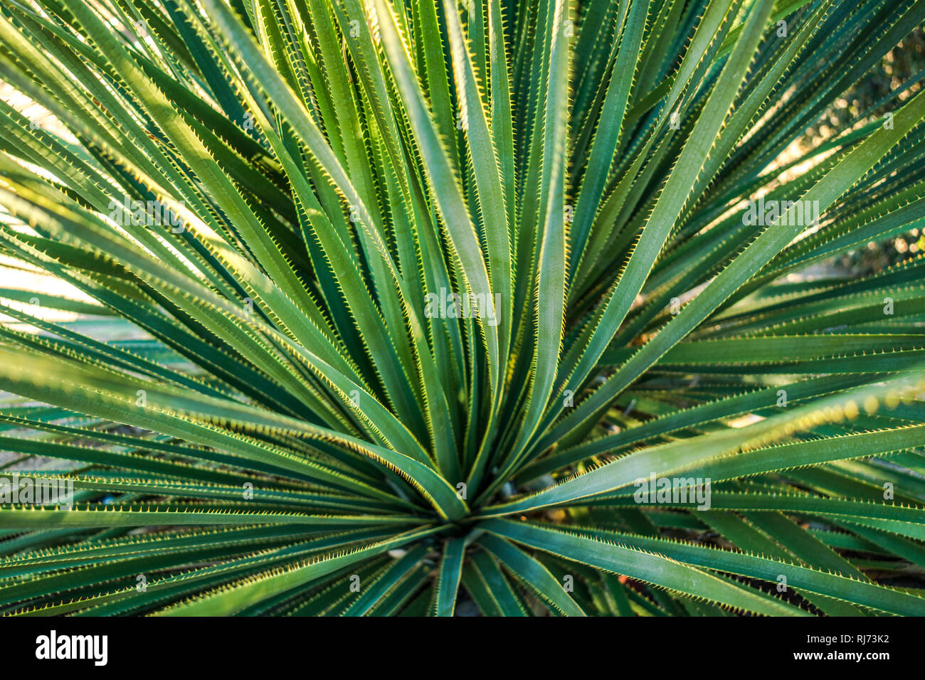 A close-up image of a desert plant with long narrow leaves covered with spikes - dasylirion Stock Photo