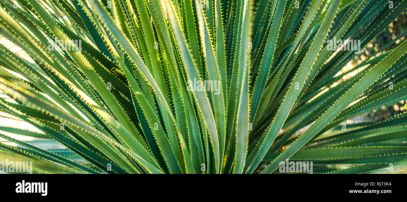 A close-up image of a desert plant with long narrow leaves covered with spikes - dasylirion Stock Photo