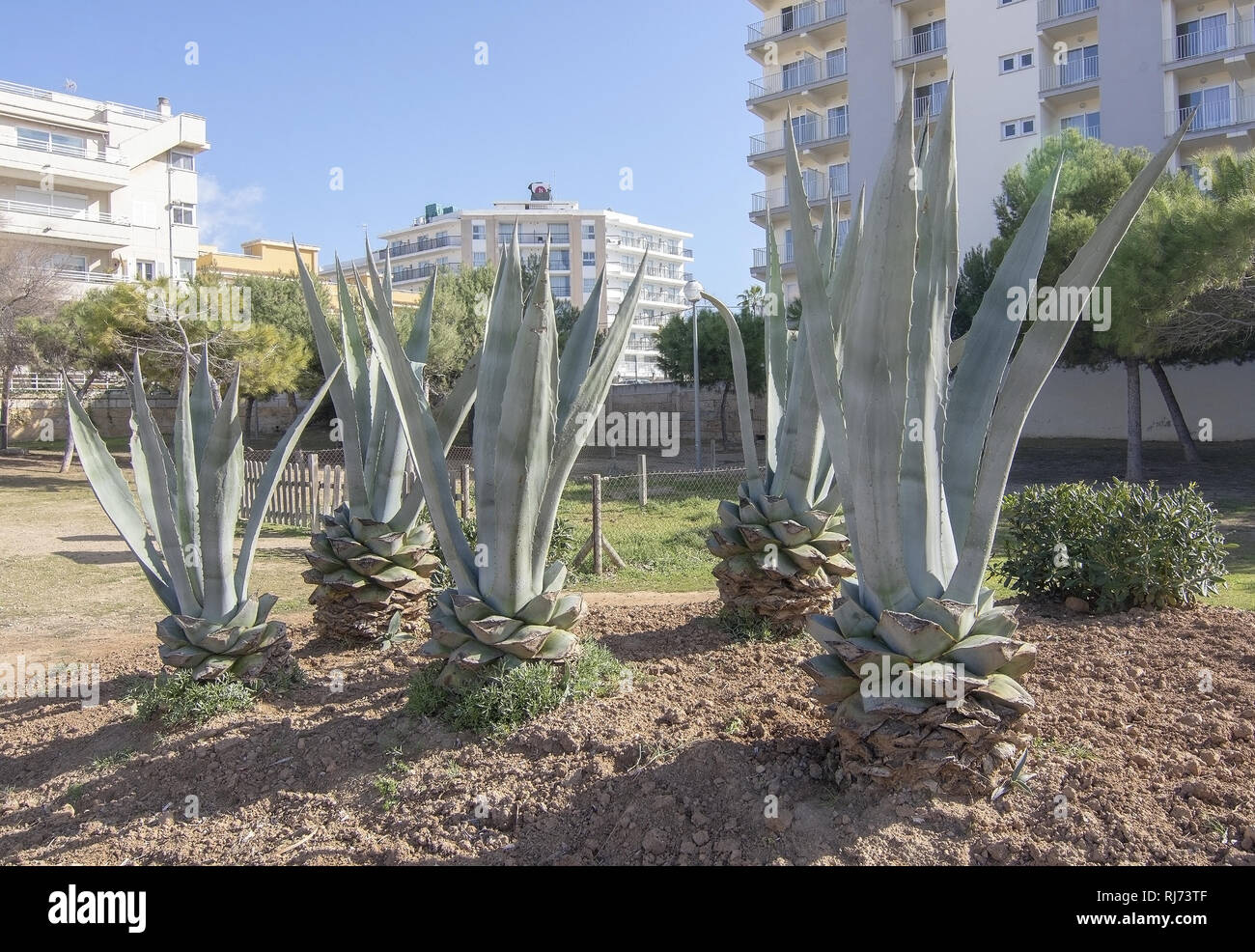 MALLORCA, SPAIN - FEBRUARY 4, 2019: Well kept aloe vera plants in a residential area outside Palma on February 4, 2019 in Mallorca, Spain. Stock Photo