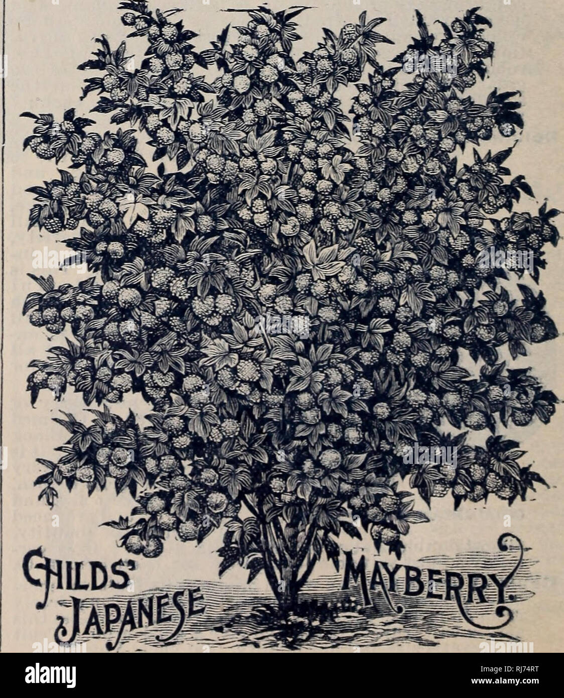 . Childs' rare flowers, vegetables, & fruits. Commercial catalogs Seeds; Nurseries (Horticulture) Catalogs; Seeds Catalogs; Flowers Catalogs; Vegetables Catalogs; Fruit trees Catalogs; John Lewis Childs (Firm); Commercial catalogs; Nurseries (Horticulture); Seeds; Flowers; Vegetables; Fruit trees. Tree Strawberry, Or Strawberry-Raspberry. The Largest and Most Beautiful Berry in the World, and the Most Productive and Easily Grown. This is one of the most unique and at the same time the largest and most beautiful berry of any kind that has yet appeared before the public. It comes to us from Stock Photo