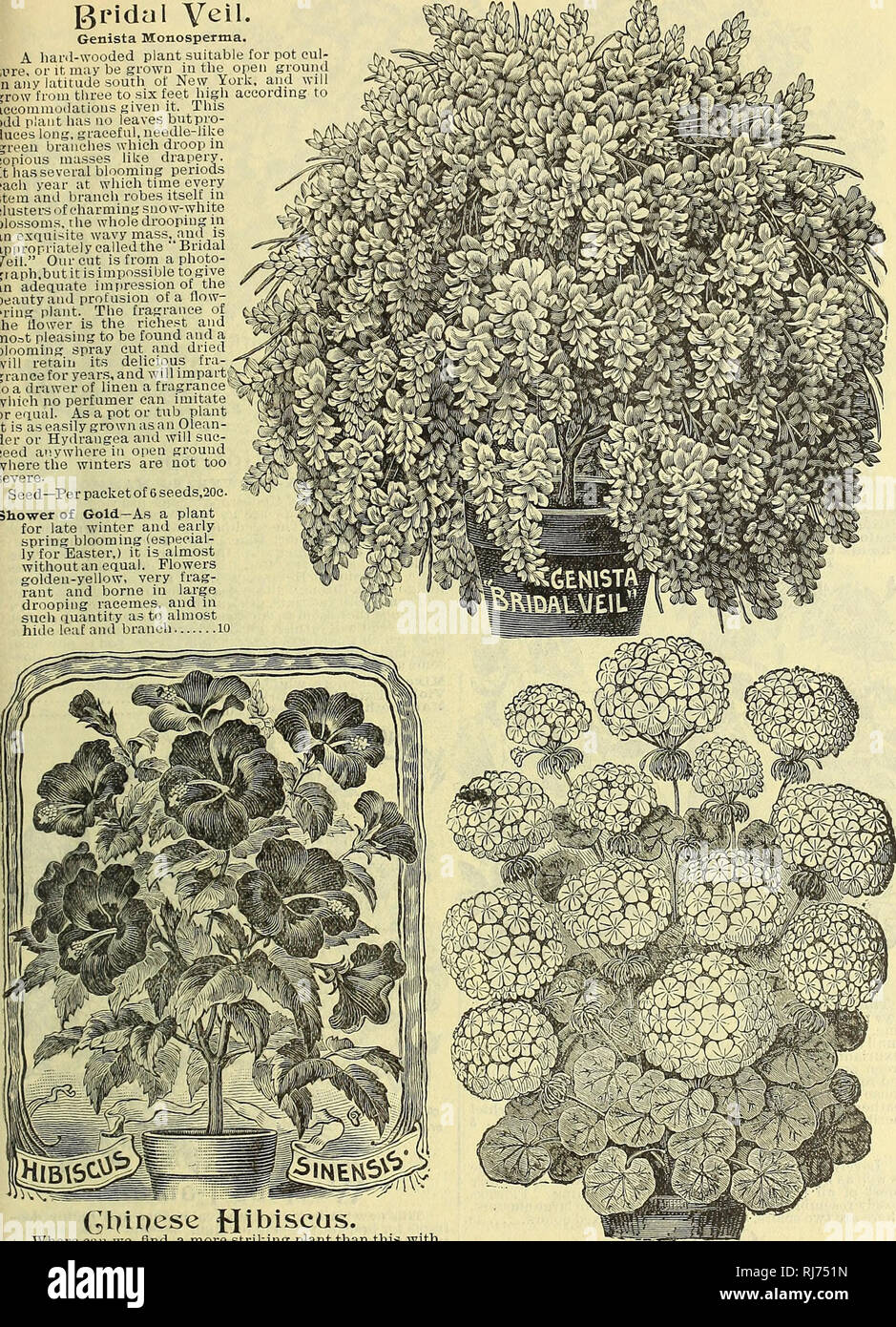 . Childs' rare flowers, vegetables, and fruits. Commercial catalogs Seeds; Nurseries (Horticulture) Catalogs; Seeds Catalogs; Flowers Catalogs; Vegetables Catalogs; Fruit trees Catalogs; John Lewis Childs (Firm); Commercial catalogs; Nurseries (Horticulture); Seeds; Flowers; Vegetables; Fruit trees. SPRING CATALOGUE OF SEEDS BULBS AND PLANTS FOR 1907. 49 gridal Veil. Genista Monosperma. A hard-wooded plant suitable for pot cul- ture, or it may be grown in the open ground in anv latitude south ot New York, and will grow'from three to six feet high according to accommodations given it. This odd  Stock Photo