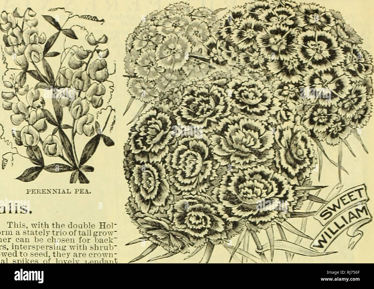 . Childs' rare flowers, vegetables, and fruits. Commercial catalogs Seeds; Nurseries (Horticulture) Catalogs; Seeds Catalogs; Flowers Catalogs; Vegetables Catalogs; Fruit trees Catalogs; John Lewis Childs (Firm); Commercial catalogs; Nurseries (Horticulture); Seeds; Flowers; Vegetables; Fruit trees. —- J^ioitalis. One of our special favorite.-!. This, with the double Hoi" lyhoeks. and the Delphinium, form a stately trio of tall grow- ing plants of which nothing liner can be chosen for back- grounds, center of wide borders, interspersing with shrub- bery, etc. If plants are not allowed to Stock Photo