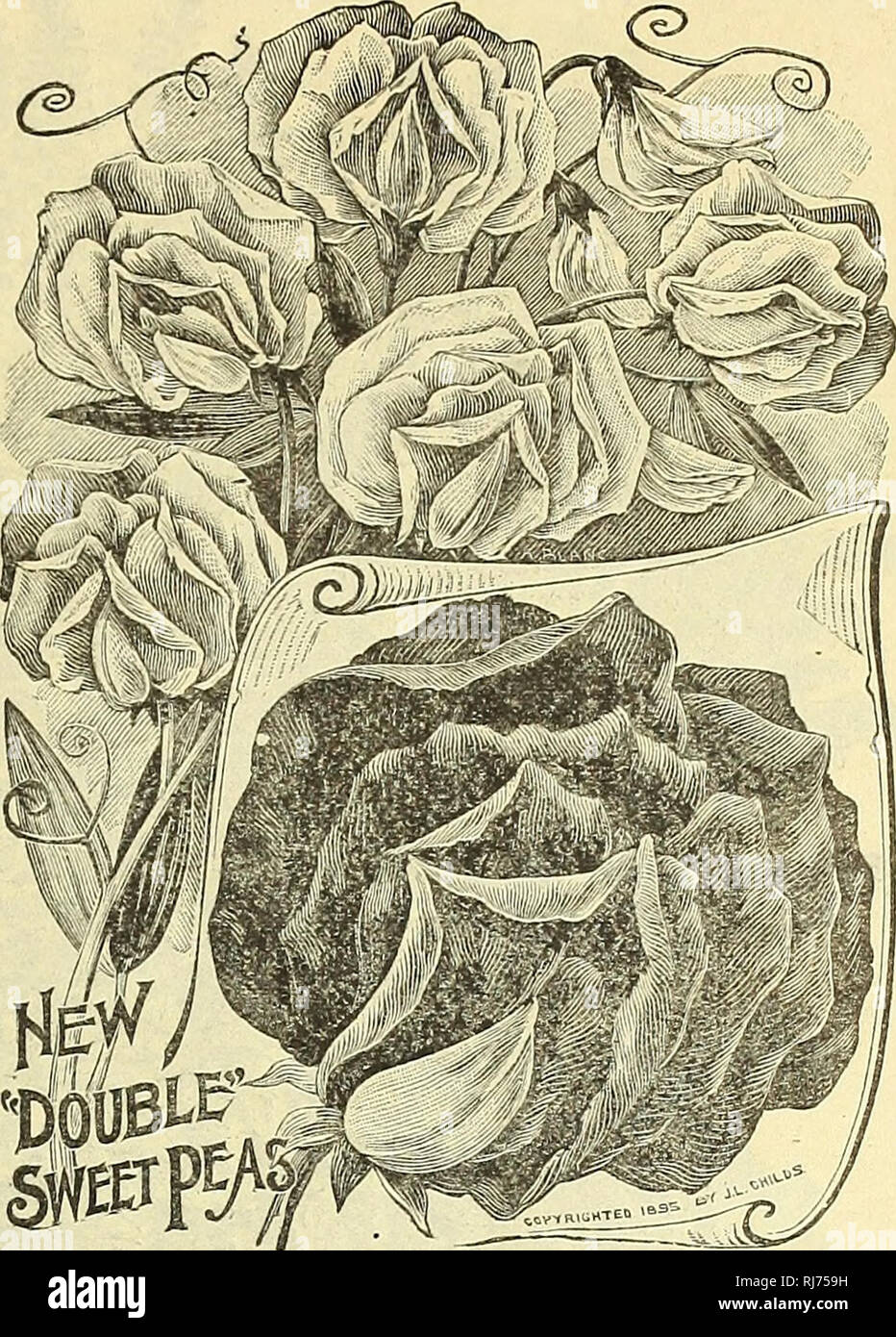 Seeds Forming Sweet Pea Stock Photos Seeds Forming Sweet Pea