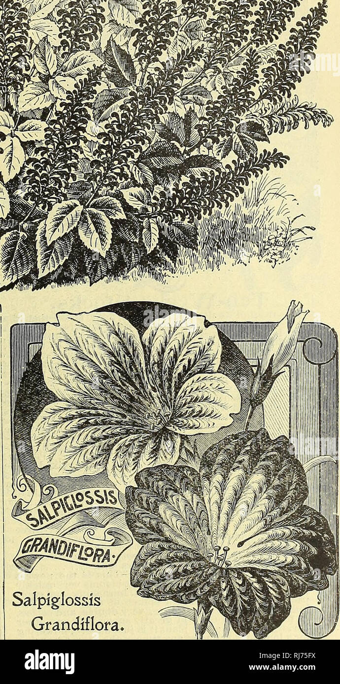 . Childs' rare flowers, vegetables, and fruits. Commercial catalogs Seeds; Nurseries (Horticulture) Catalogs; Seeds Catalogs; Flowers Catalogs; Vegetables Catalogs; Fruit trees Catalogs; John Lewis Childs (Firm); Commercial catalogs; Nurseries (Horticulture); Seeds; Flowers; Vegetables; Fruit trees. SalVia. The Salvia is now a standard bedding plant, and well does it deserve its honor. It stands heat and drouth re- markably well, and its colors are very showy and intense, j Seed is best started under glass, though self-sown seed frequently comes up id great numbersrwhere a bed of these plants  Stock Photo
