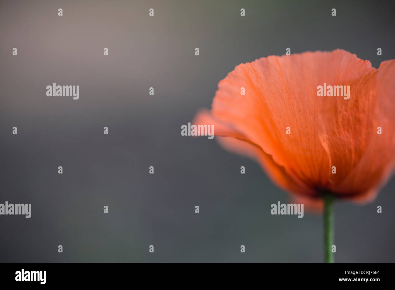 Klatschmohn, Papaver rhoeas, Blüte, Nahaufnahme, freigestellt Stock Photo