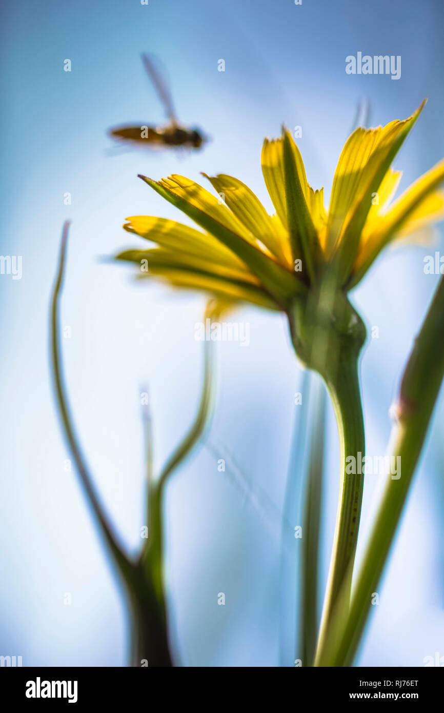 Wiesen-Bocksbart, Tragopogon pratensis, geöffnete Blüte, selektive Schärfe, Stock Photo