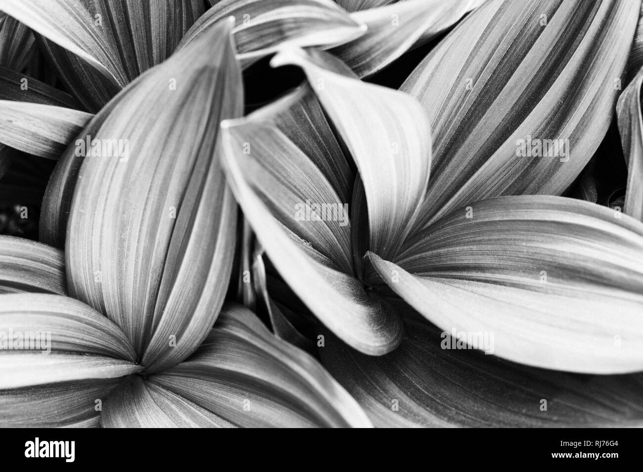 Zierpflanze, gestreifte Blätter in unterschiedlichen Graustufen, Muster, Hintergrund, Stock Photo