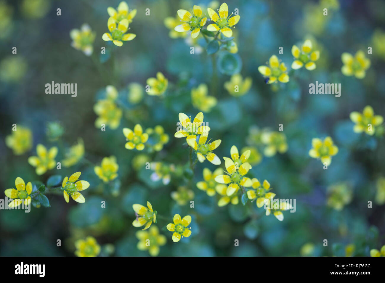 zierliche Blüten eines Steinbrechgewächses, Saxifraga, Nahaufnahme, Stock Photo