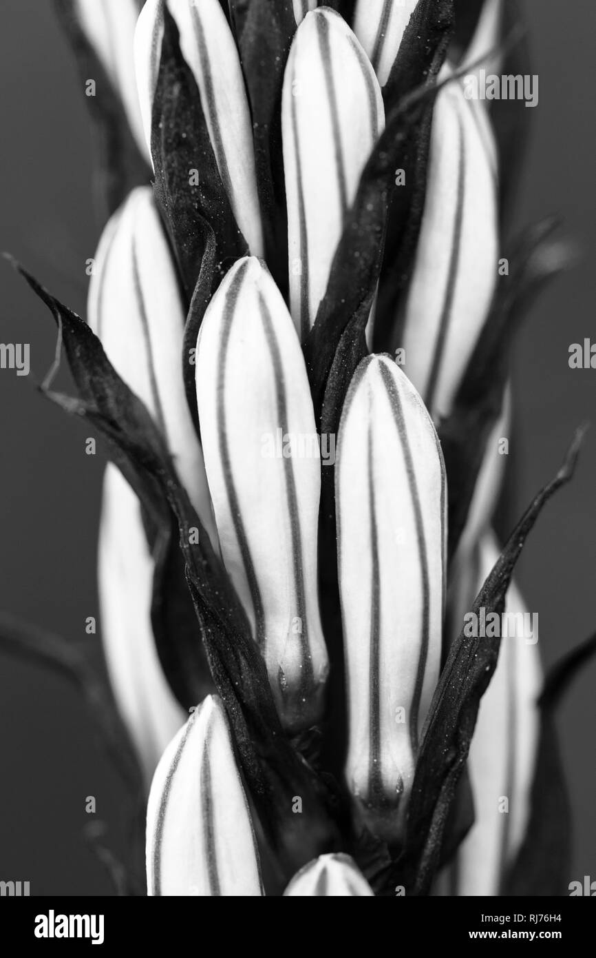 Blütenstand einer weißen Affodill, geschlossene Knospen, Asphodelus albus, Ausschnitt, Nahaufnahme, Stock Photo