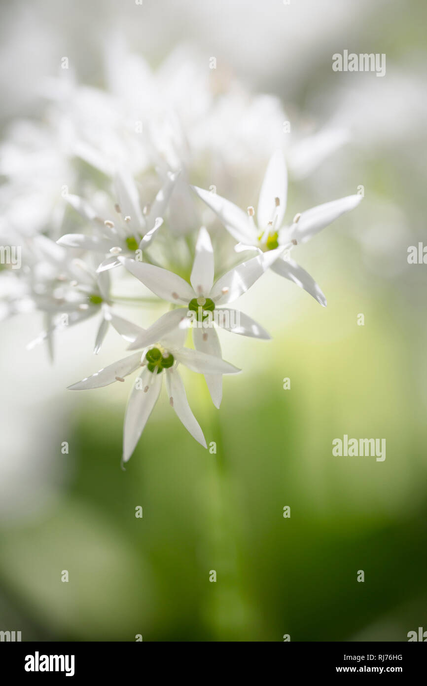 Bärlauch in voller Blüte, Allium ursinum, Nahaufnahme, Unschärfe, Gegenlicht, Stock Photo