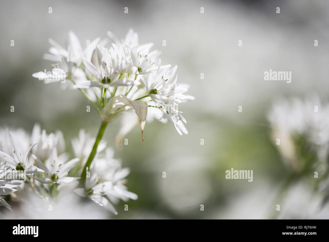 Bärlauch in voller Blüte, Allium ursinum, Nahaufnahme, Unschärfe, Gegenlicht, Stock Photo