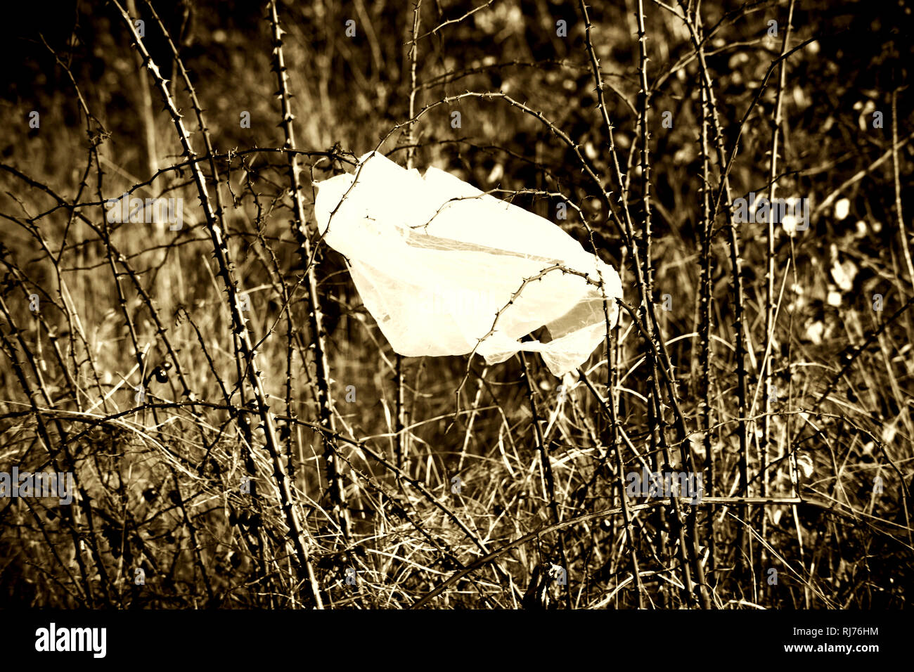 Plastikmüll / Tragetasche hängt zwischen den Dornen eines Hagebuttenstrauches, Stock Photo