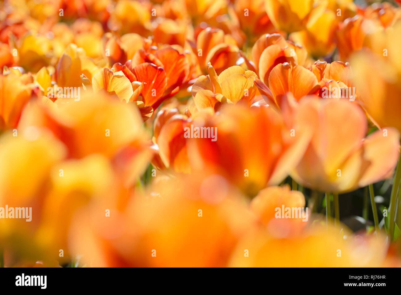Tulpenblüten im Gegenlicht auf Augenhöhe, Stock Photo