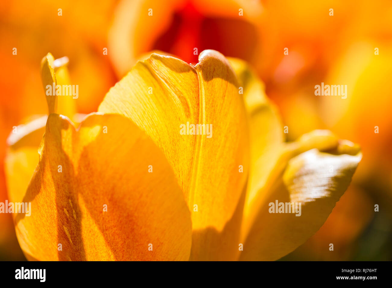 Tulpenblüte im Gegenlicht auf Augenhöhe, Stock Photo