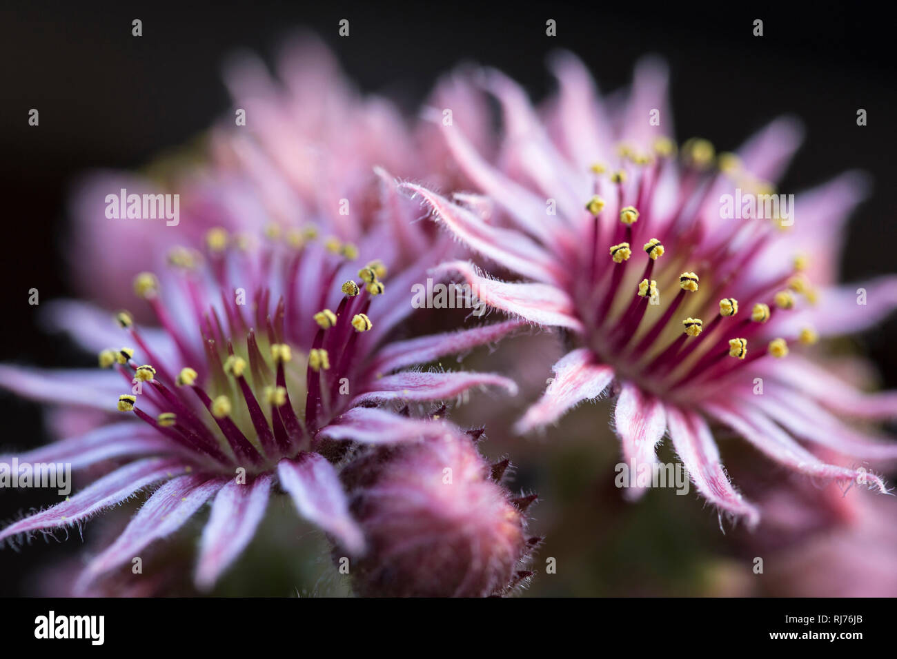 Nahaufnahme eines Hauswurz Blütenstandes, Sempervivum tectorum, Stock Photo