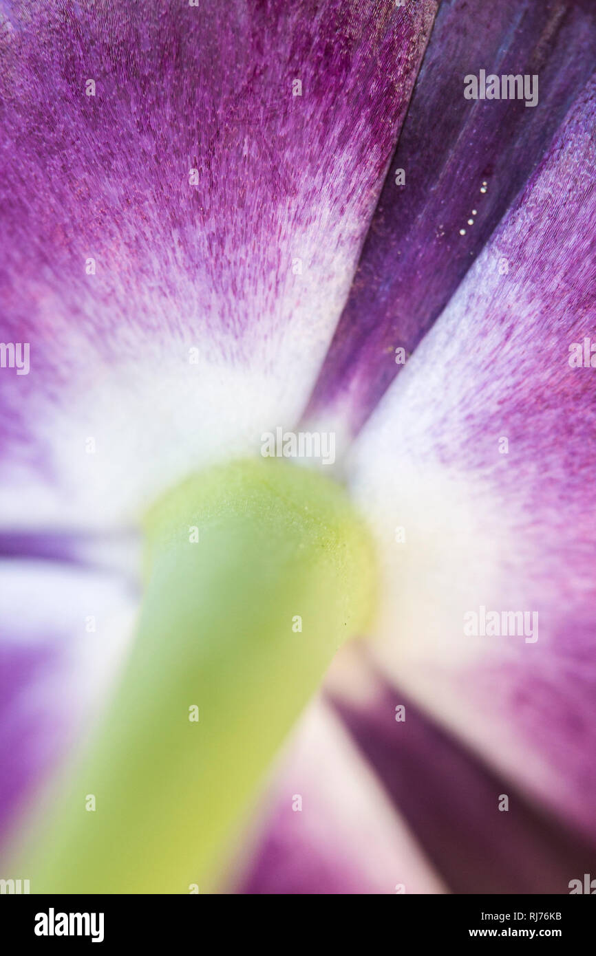 Untersicht einer Tulpenblüte, Tulipa, abstrakt, Stock Photo