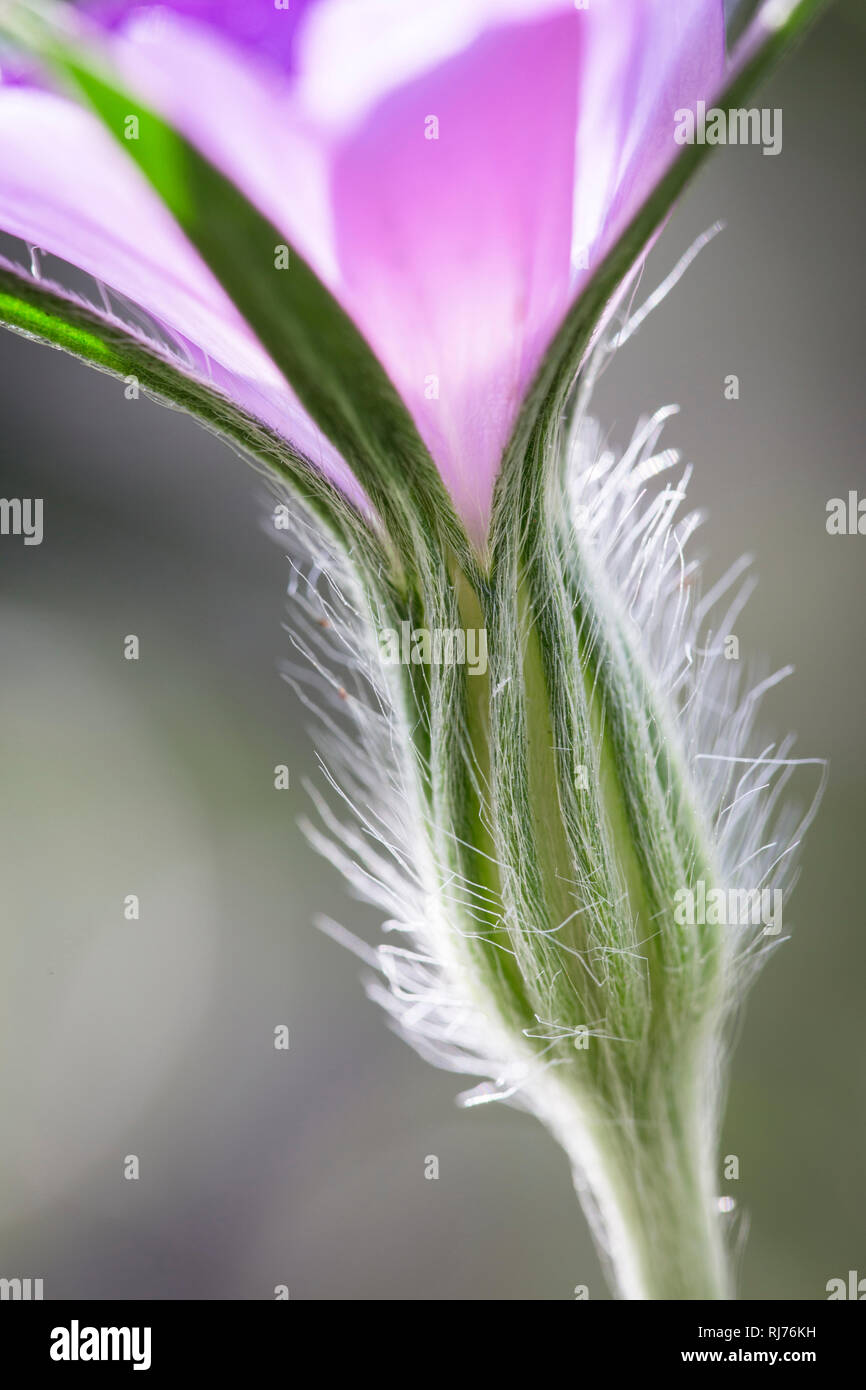 Nahaufnahme einer gewöhnlichen Kornradenblüte, Agrostemma githago, Stock Photo