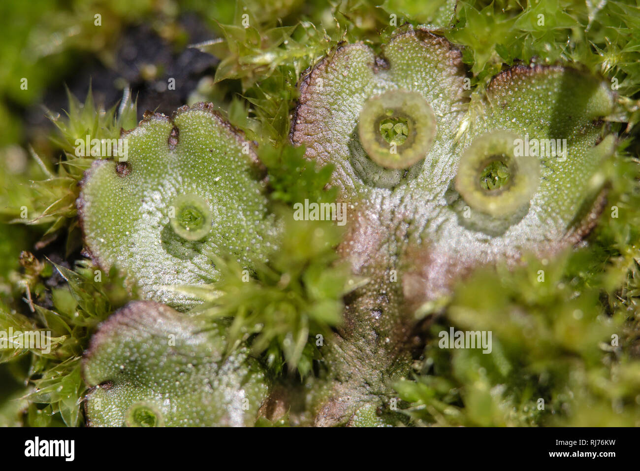 Nahaufnahme eines Brunnenlebermooses mit Brutbechern und sichtbaren Klonen, Marchantia polymorpha subsp. ruderalis, Nahaufnahme, Stock Photo