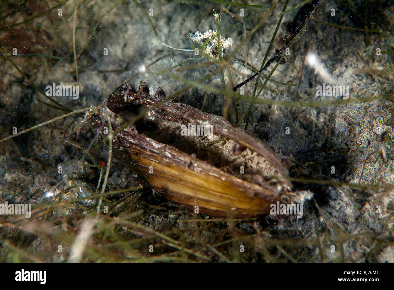 Große Teichmuschel, (Anodonta cygnea), Chiemsee, Bayern, Deutschland Stock Photo