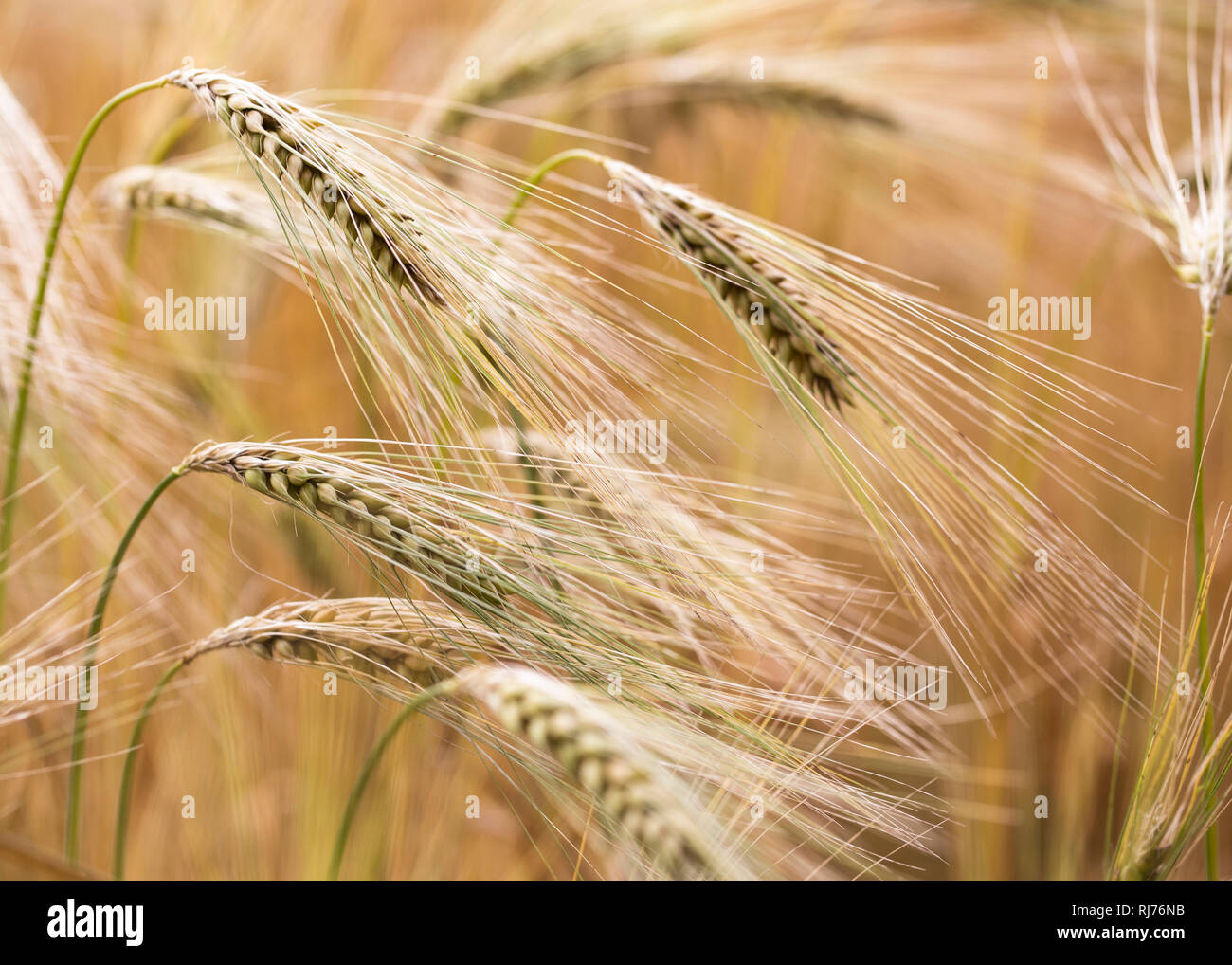 Ähren der Kulturgerste, Hordeum vulgare L. subsp. vulgare, Stock Photo