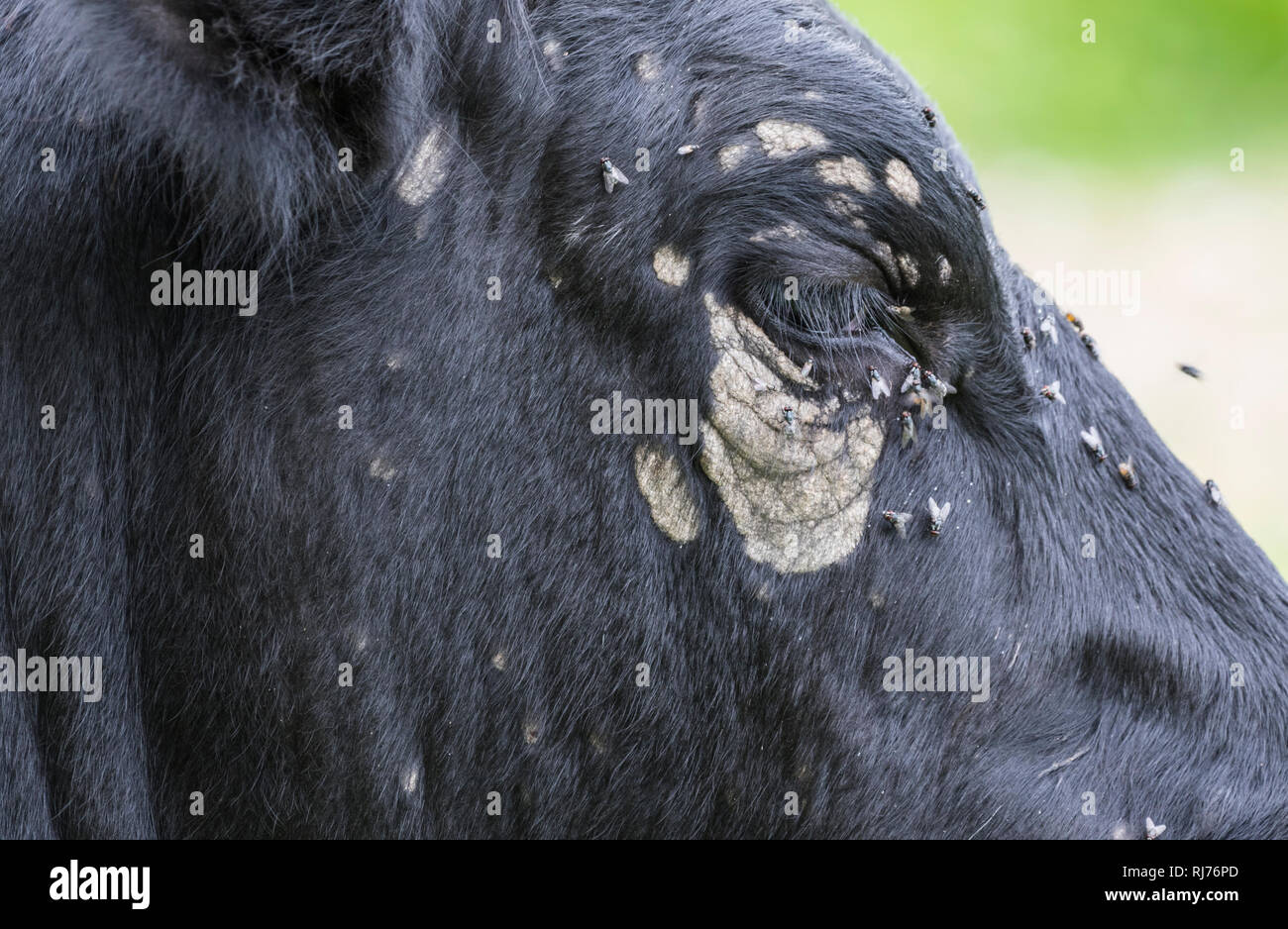 Flies on and around the eye of a black cow, with discolouration and white patches around the eye. Stock Photo