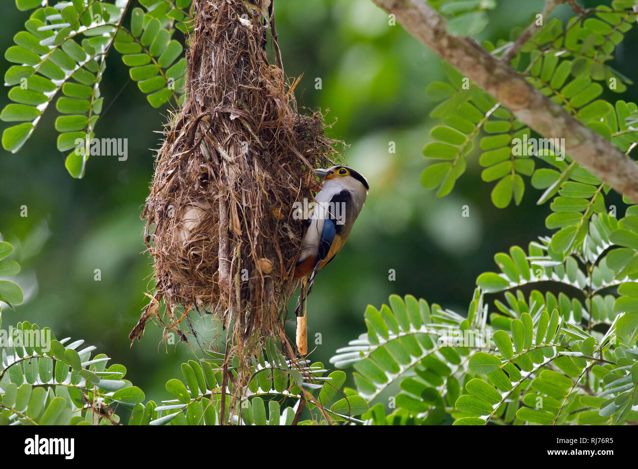 Würgerbreitrachen am Nest, (Cymbirhynchus macrorhynchos), Kaeng Krachan, Petchaburi, Thailand Stock Photo
