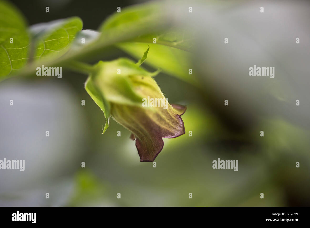 Blüte und Knospe der schwarzen Tollkirsche, Atropa belladonna, Wutbeere, Wolfsbeere, Tollkraut, Stock Photo