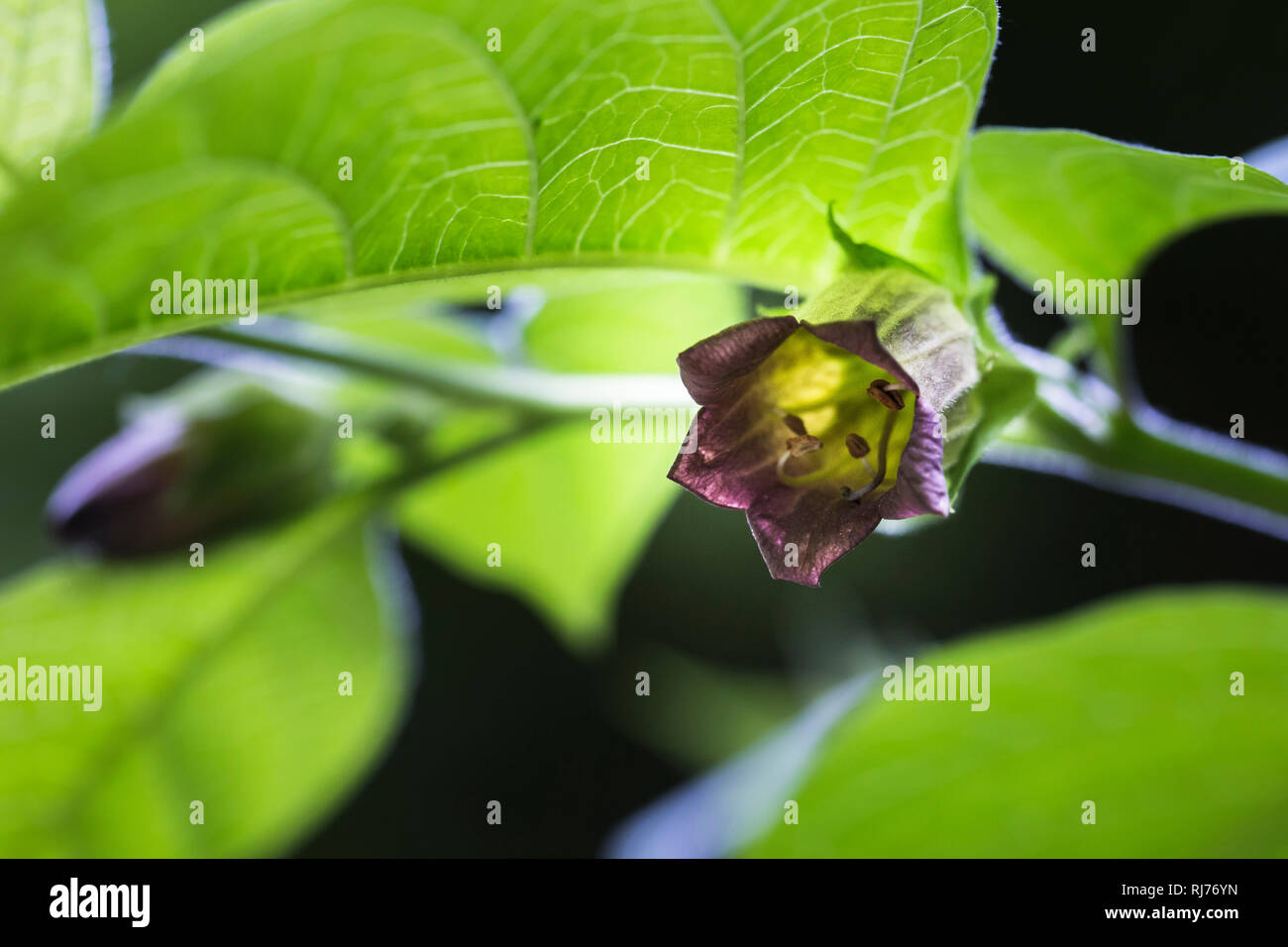 Blüte und Knospe der schwarzen Tollkirsche, Atropa belladonna, Wutbeere, Wolfsbeere, Tollkraut, Stock Photo