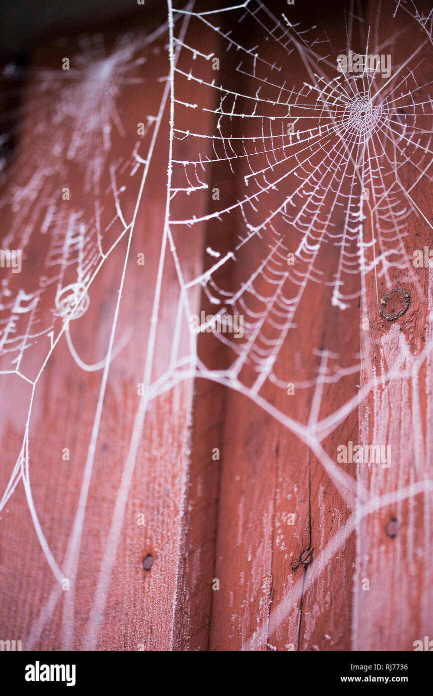 Spinnennetz mit Raureif an einem Schuppen Stock Photo