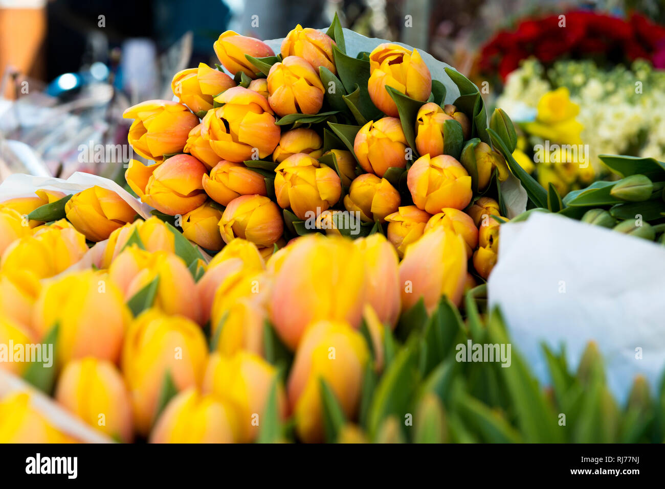 frische gelbe Tulpen Stock Photo