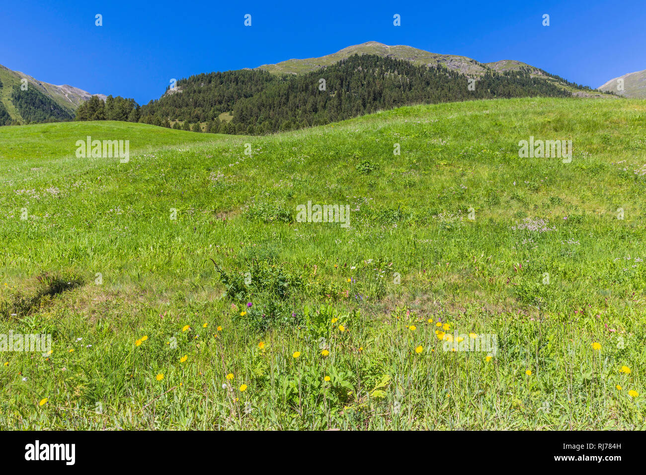 Inntal, Schweizer Nationalpark, Engadin, Kanton Graubünden, Schweiz Stock Photo