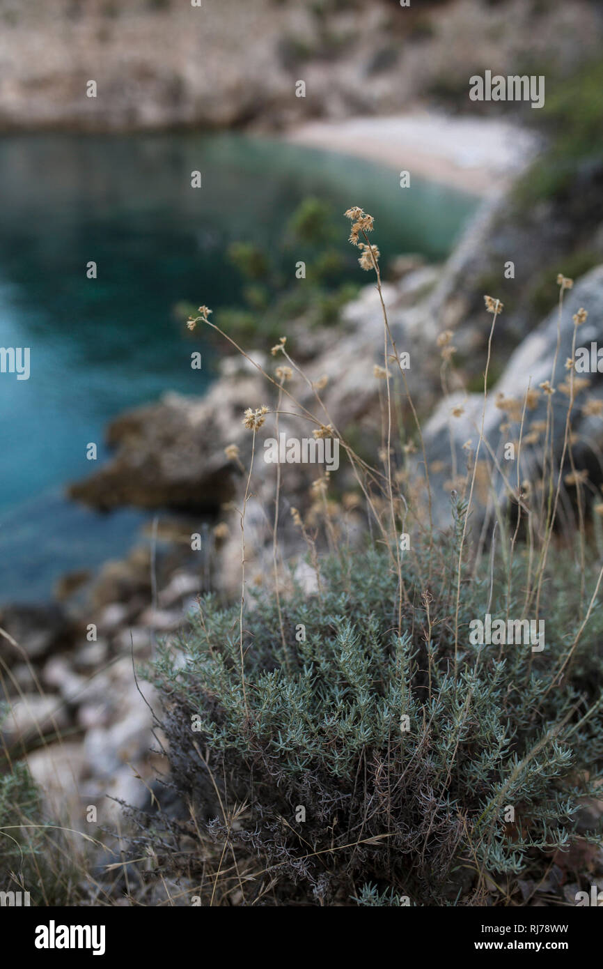 Pflanze an kroatischer Bucht Stock Photo