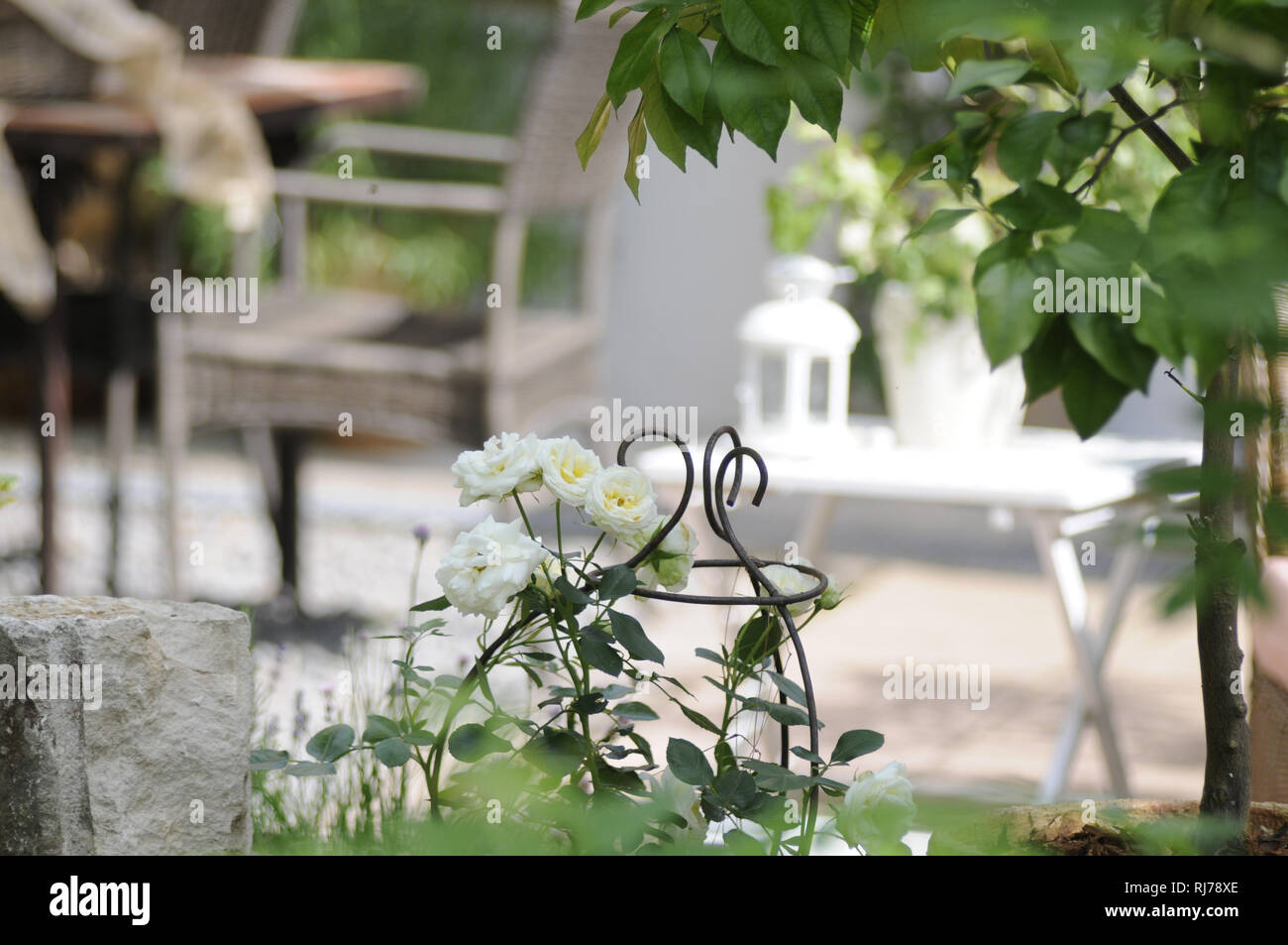 Terrassendeko in Weiß- und Grüntönen, weiße Rosen, Rankgitter, im Vordergrund rechts ein Orangenbäumchen, Navel Foyos Stock Photo