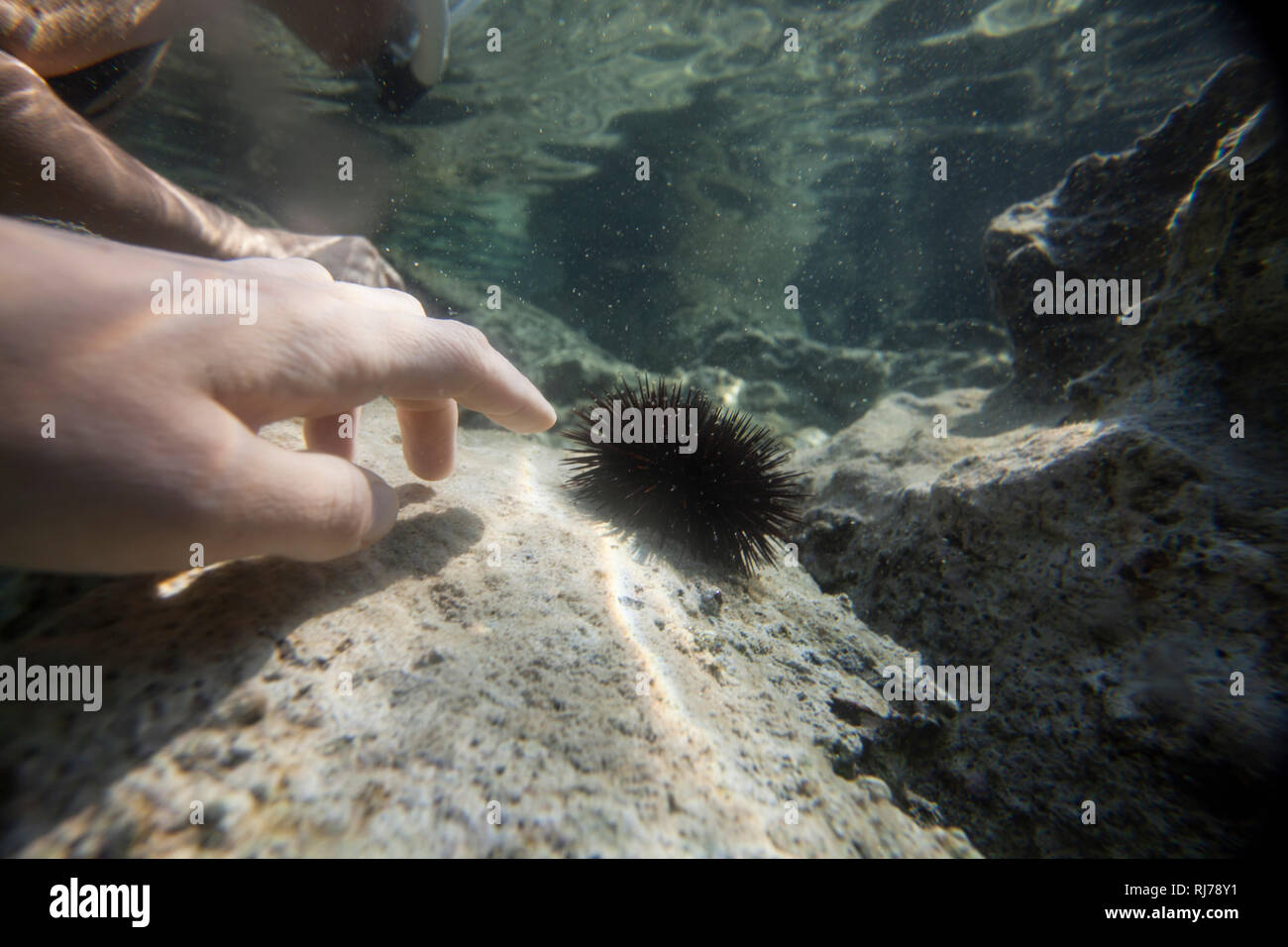 Seeigel streicheln Stock Photo