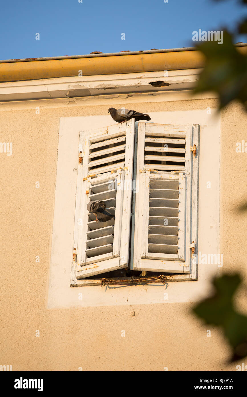 Tauben auf Fensterläden Stock Photo