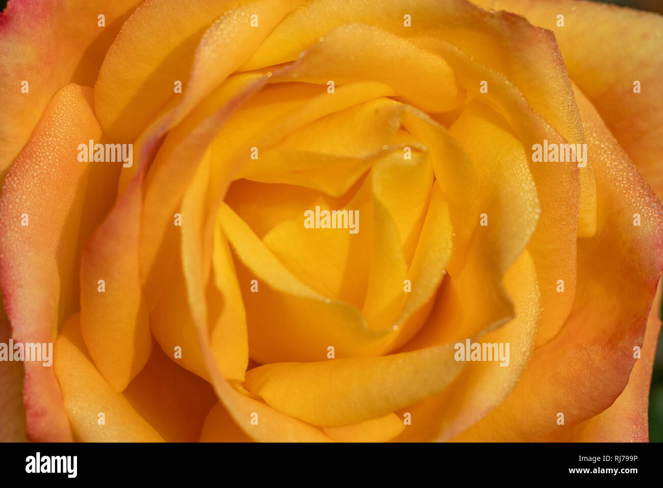 Yellow rose close up isolated, blossom out flower with flowery texture