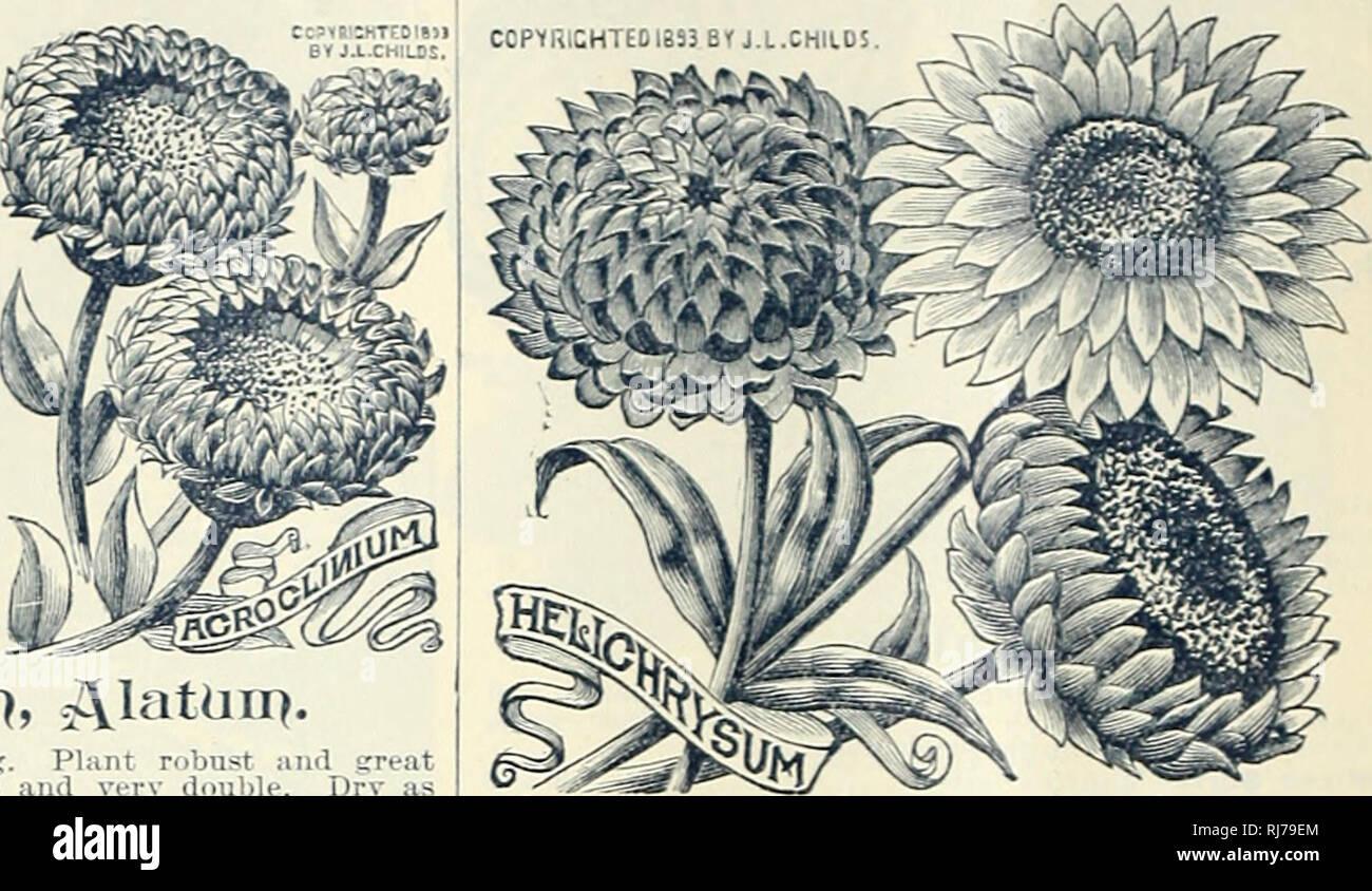. Childs' rare flowers, vegetables, and fruits. Commercial catalogs Seeds; Nurseries (Horticulture) Catalogs; Seeds Catalogs; Flowers Catalogs; Vegetables Catalogs; Fruit trees Catalogs; John Lewis Childs (Firm); Commercial catalogs; Nurseries (Horticulture); Seeds; Flowers; Vegetables; Fruit trees. ,tllB&lt;J.l-XHILCS. YV A very useful everlasting. Plant robust and great bloomer. Flowers pure white and very double. Dry as recommended for Acroclinium. and be sure to cut plenty of buds, as they dry beautifully, and are useful to contrast with the full-blown flowers Per pkt., 5 &amp; 10. Hclicl^ Stock Photo