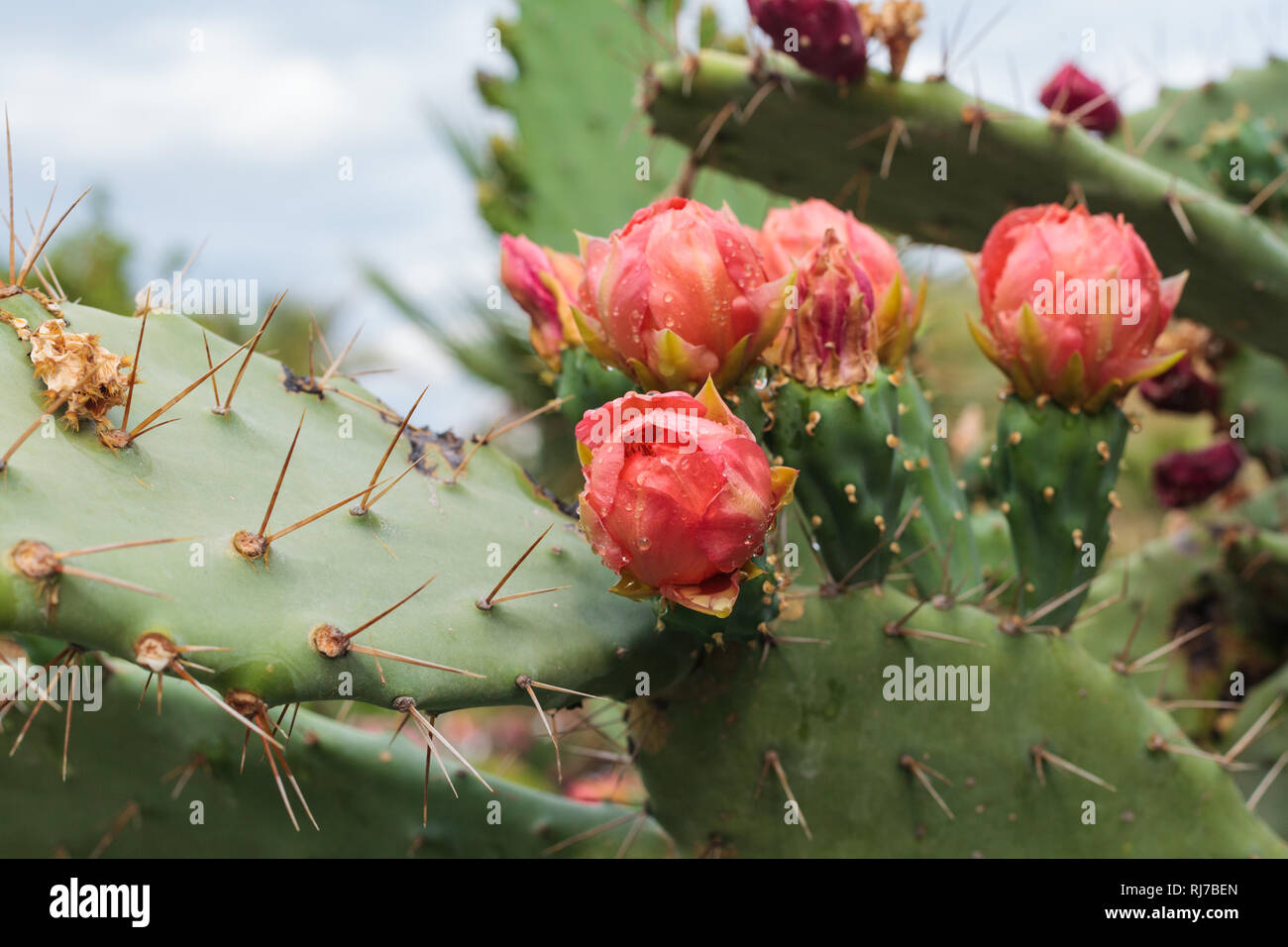 Mediterraneanplants hires stock photography and images Alamy