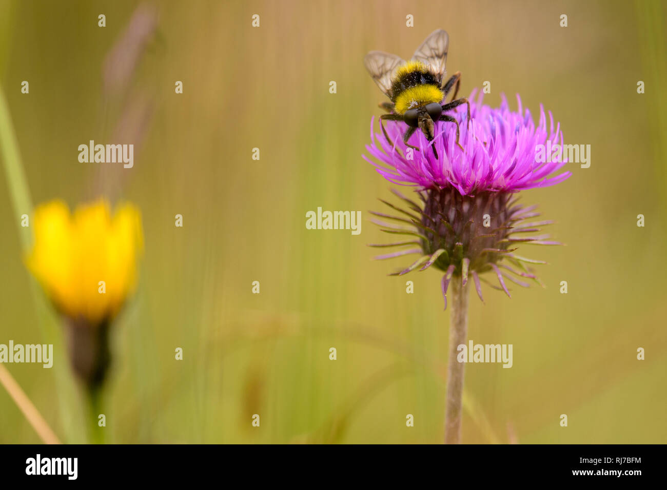 Hummel auf lila Blume beim Bestäuben mit Nektar Stock Photo