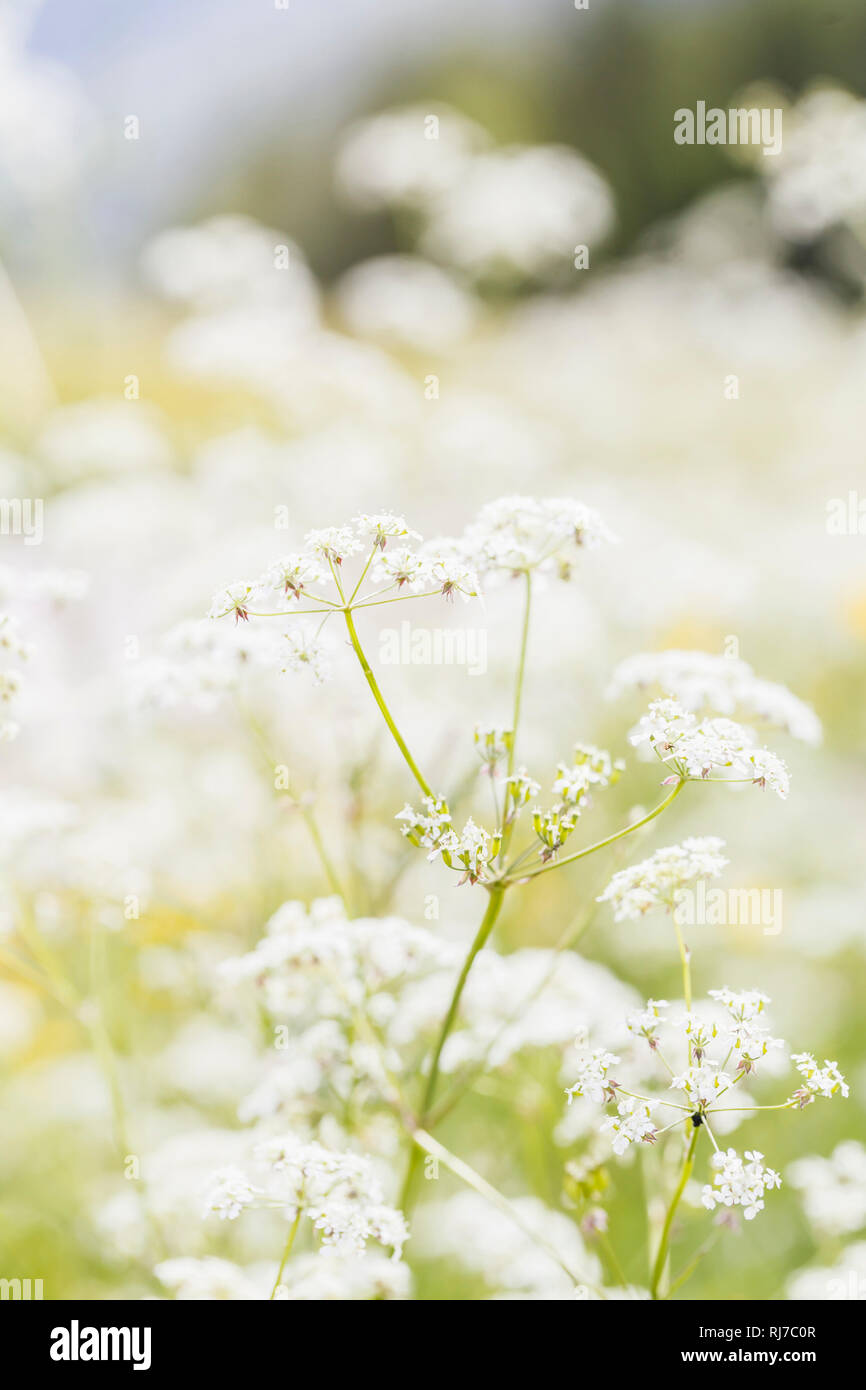 Feine weiße Blüten der Zuckerwurzel auf einer Wiese, Stock Photo