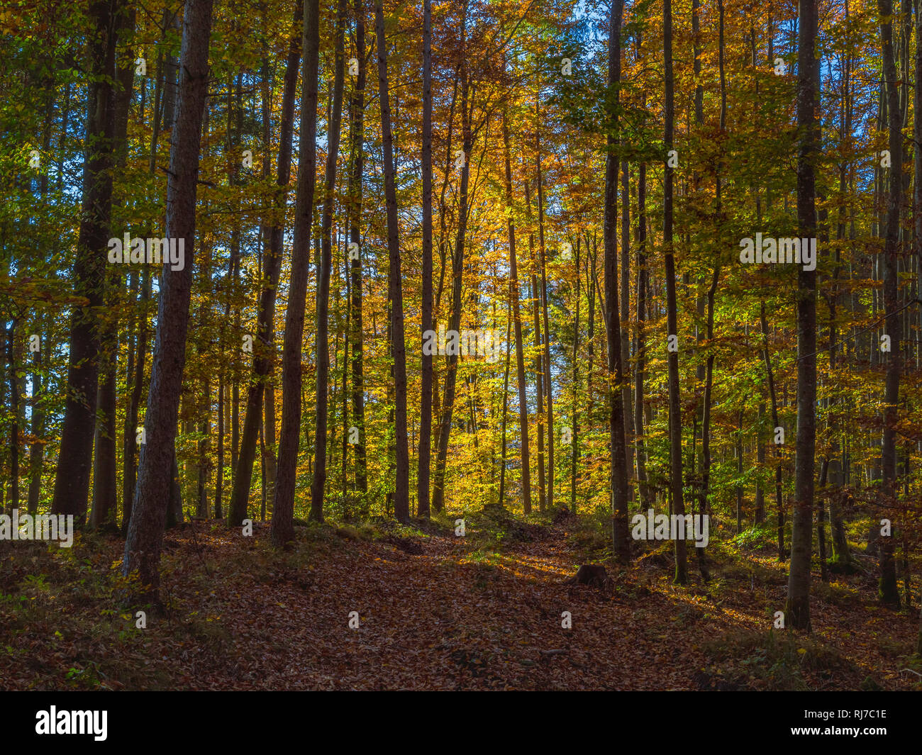 Farbiger Buchenwald im Herbst - Herbstfärbung, Bayern Deutschland, Europa Stock Photo
