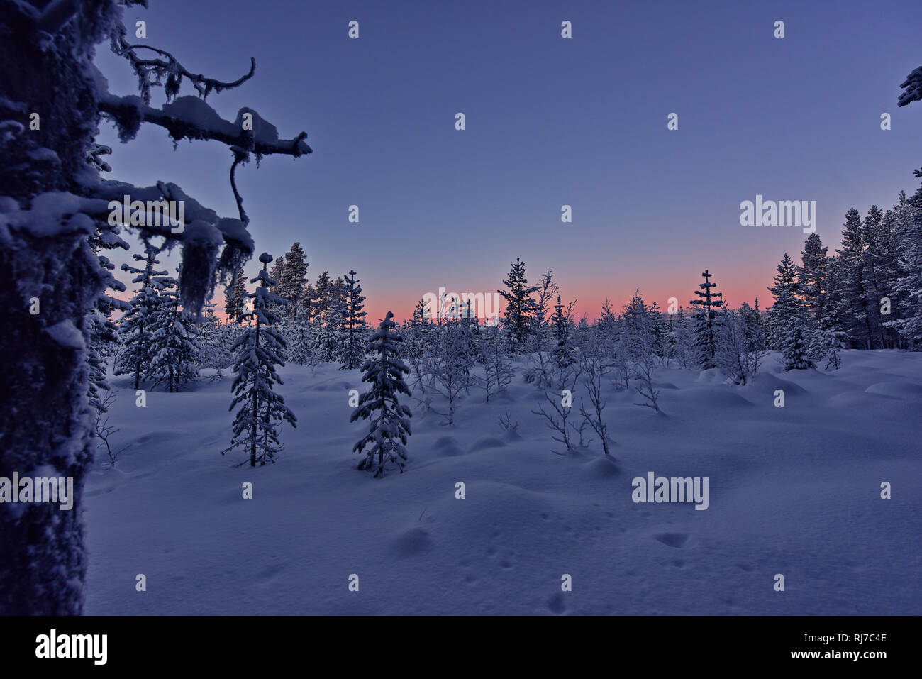 Winterlandschaft im Pallas Yllästunturi Nationalpark Stock Photo