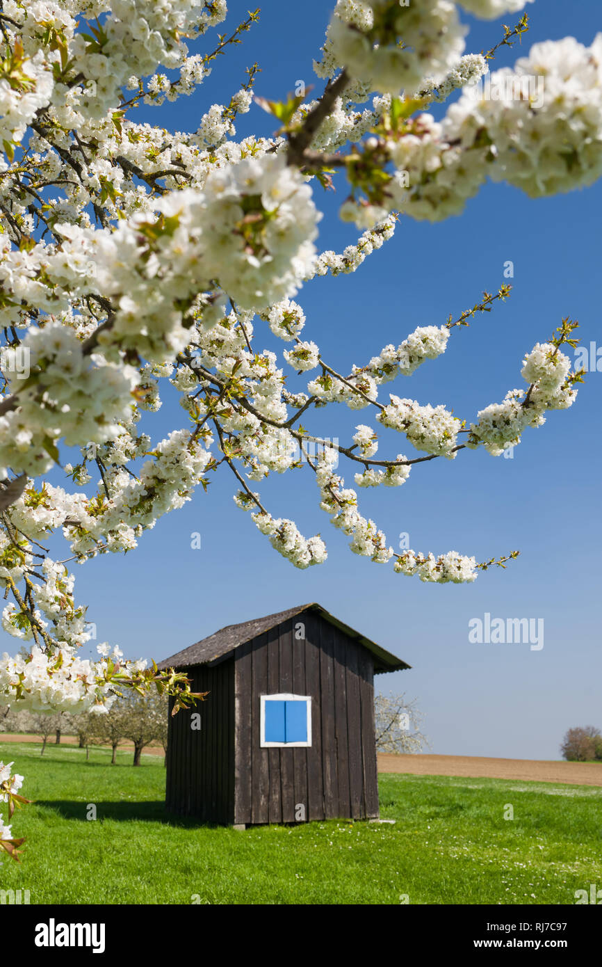 Deutschland, Oberbayern, Gietlhausen, Hütte, blühende Obstbäume im