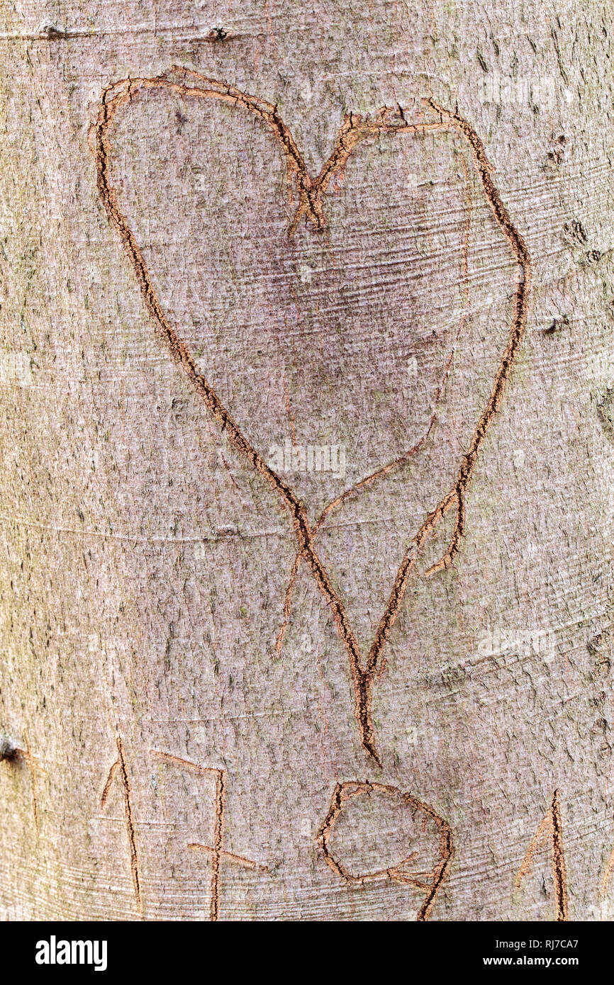 Baumstamm, Rinde, eingeritztes Herz Stock Photo