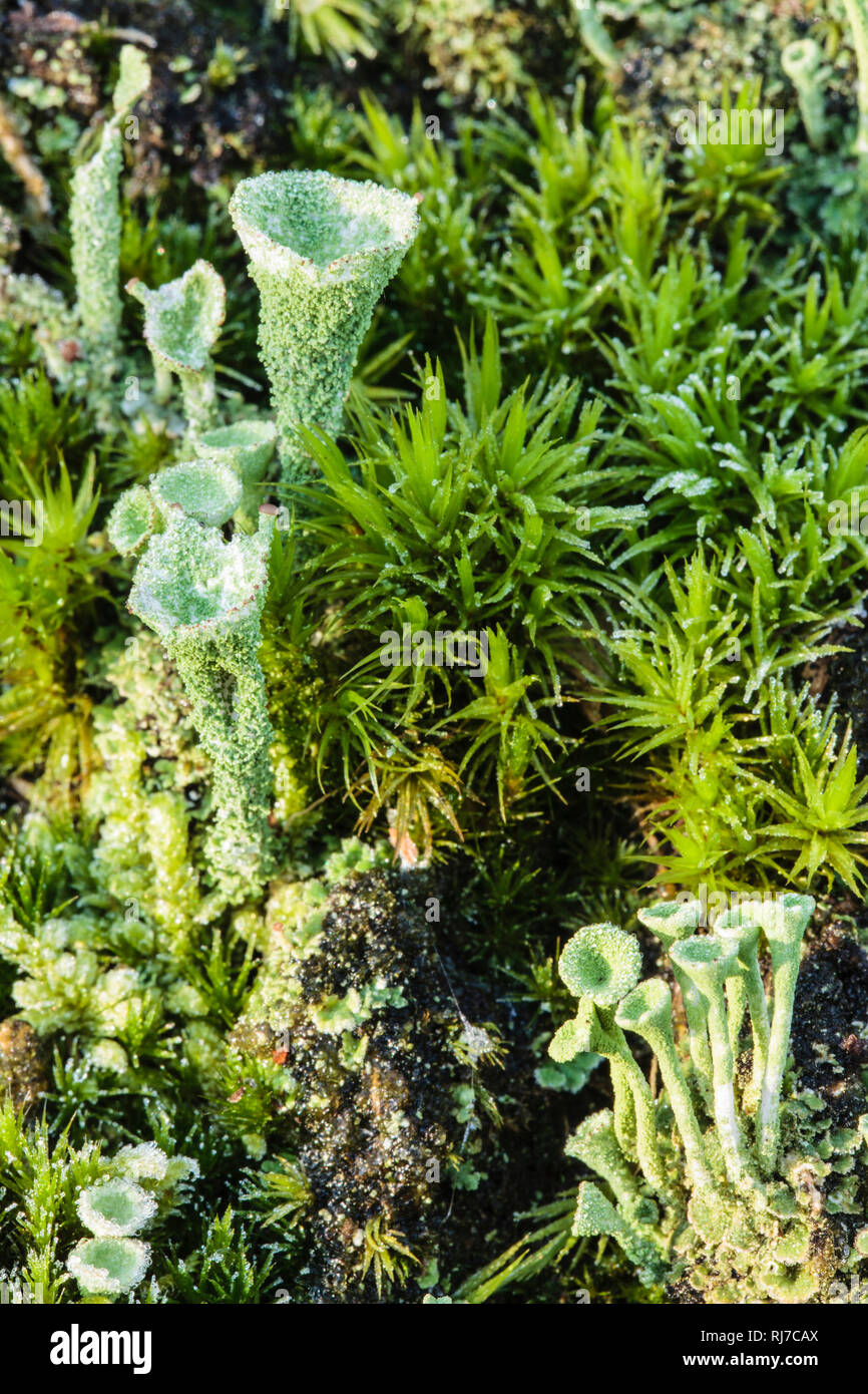 Becherflechte, Cladonia pyxidata, Stock Photo