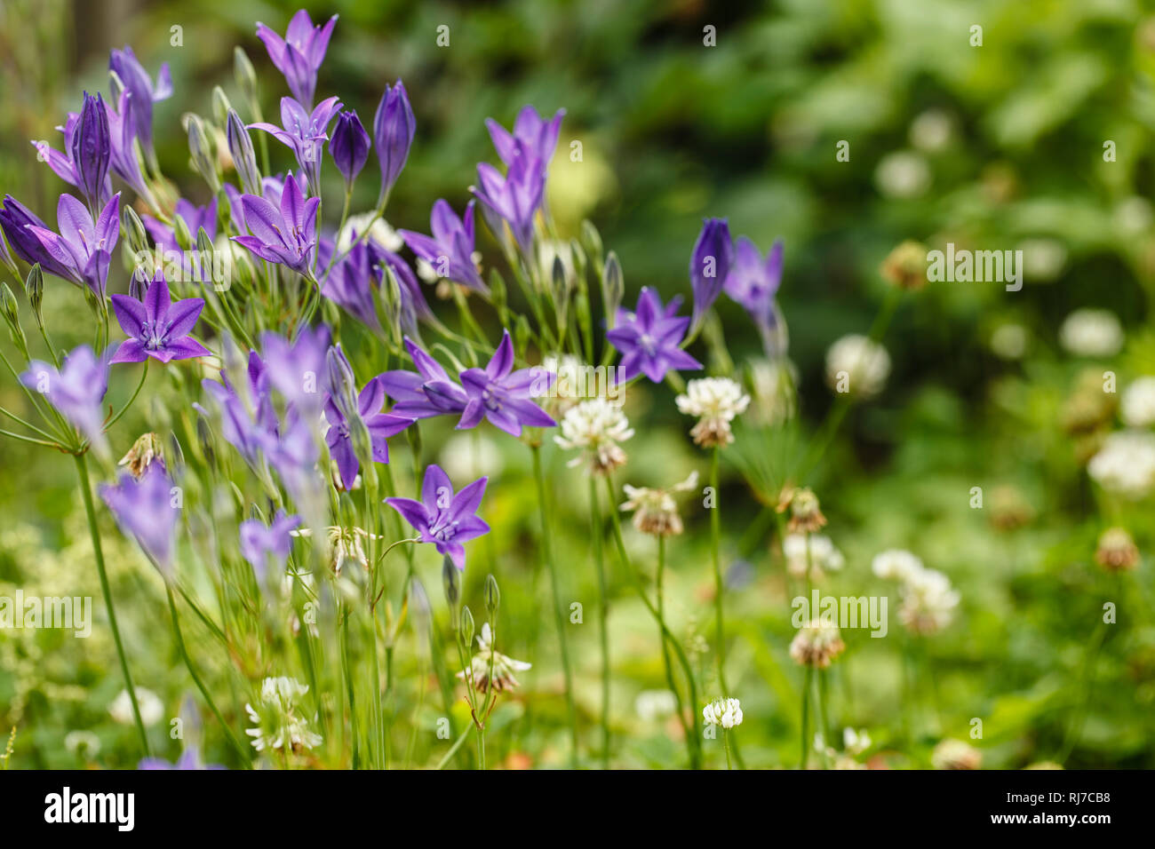 Blühende Glockenblume Stock Photo