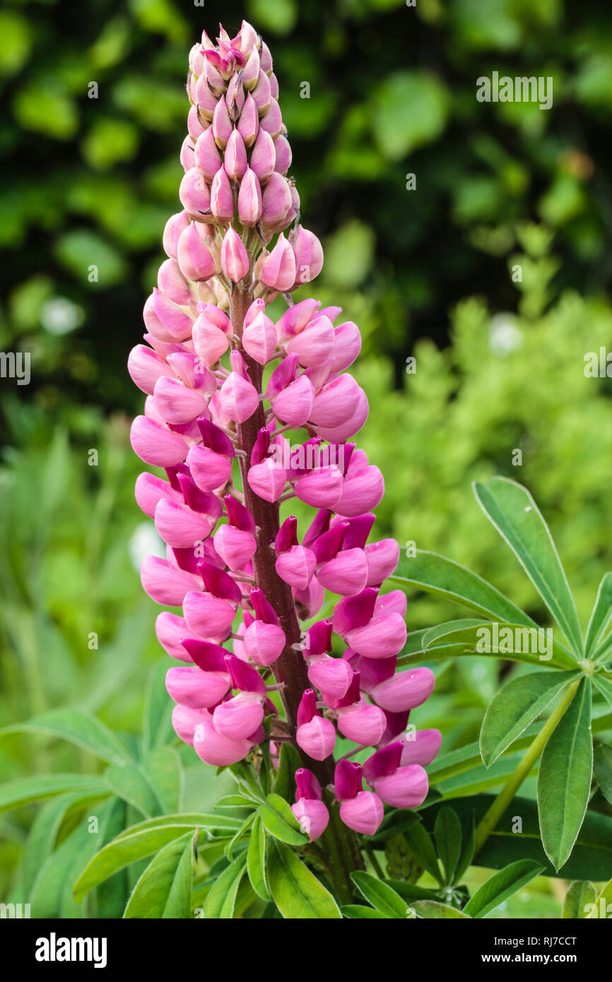 Lupinen im Garten Stock Photo Alamy